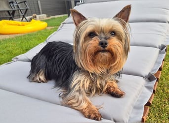 Nolly - anhängliche kleine Hündin - Tierhilfe Franken e.V.