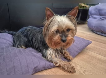 Nolly - anhängliche kleine Hündin - Tierhilfe Franken e.V.