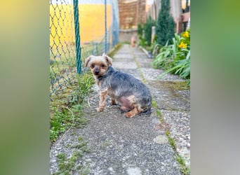 Süßer Urban sucht sein Traumzuhause