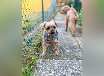 Süßer Urban sucht sein Traumzuhause