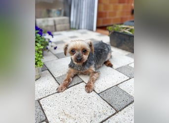 Süßer Urban sucht sein Traumzuhause