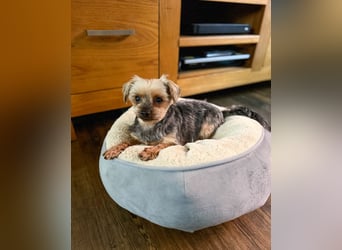 Süßer Urban sucht sein Traumzuhause