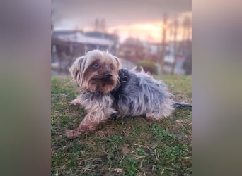 Süßer Urban sucht sein Traumzuhause