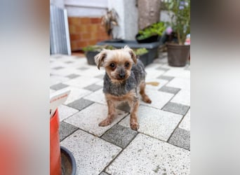 Süßer Urban sucht sein Traumzuhause