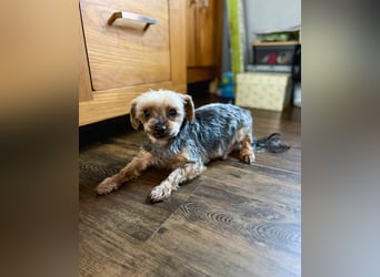 Süßer Urban sucht sein Traumzuhause