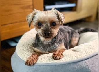 Süßer Urban sucht sein Traumzuhause