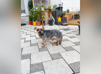 Süßer Urban sucht sein Traumzuhause