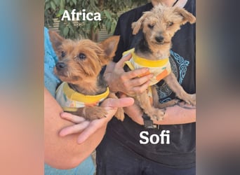 Sofi & Africa - unzertrennliches Mutter-Tochter-Duo sucht gemeinsam sein Für-immer-Zuhause