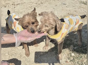 Sofi & Africa - unzertrennliches Mutter-Tochter-Duo sucht gemeinsam sein Für-immer-Zuhause