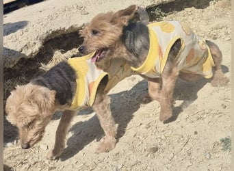 Sofi & Africa - unzertrennliches Mutter-Tochter-Duo sucht gemeinsam sein Für-immer-Zuhause