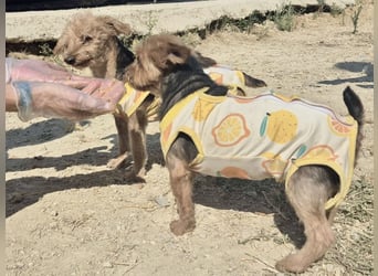 Sofi & Africa - unzertrennliches Mutter-Tochter-Duo sucht gemeinsam sein Für-immer-Zuhause