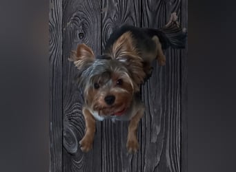 Freundlicher Yorkshire Terrier Rüde mit Papieren, 1,5 Jahre alt sucht Heim