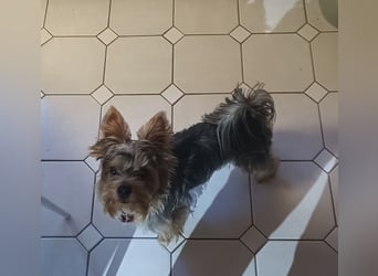 Freundlicher Yorkshire Terrier Rüde mit Papieren, 1,5 Jahre alt sucht Heim