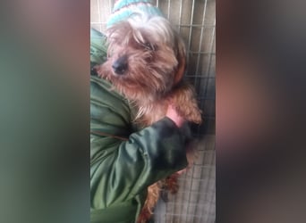 PIRI (PP)– zarte Yorkie-Hündin sucht Menschen mit Geduld und großem Herzen