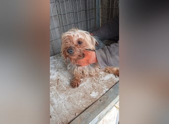 PIRI (PP)– zarte Yorkie-Hündin sucht Menschen mit Geduld und großem Herzen