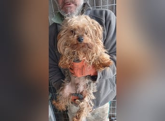 PIRI (PP)– zarte Yorkie-Hündin sucht Menschen mit Geduld und großem Herzen