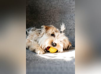 Lebensfroher Oskar sucht sein Zuhause