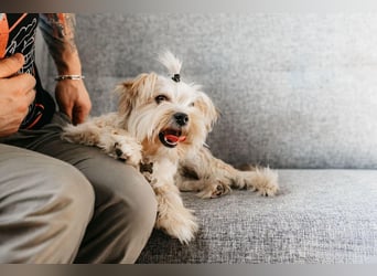 Lebensfroher Oskar sucht sein Zuhause