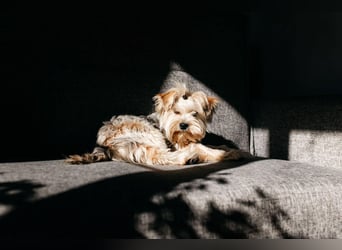 Lebensfroher Oskar sucht sein Zuhause