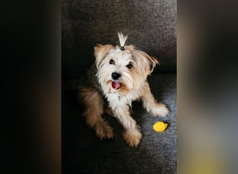 Lebensfroher Oskar sucht sein Zuhause