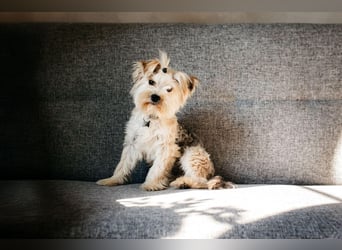 Lebensfroher Oskar sucht sein Zuhause