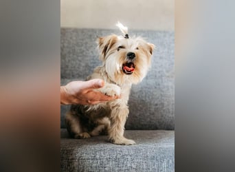 Lebensfroher Oskar sucht sein Zuhause