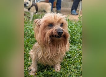 Reni, superliebe Yorkshire Terrier geb. 04/2017