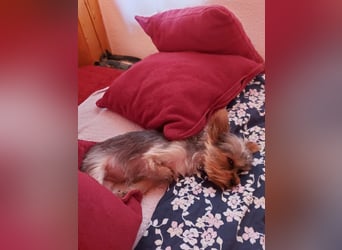 Nyuszi, fröhliche, ganz besondere Yorshire Terrier Welpin geb. 03/2026