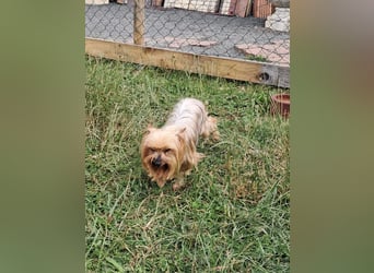 Reni, superliebe Yorkshire Terrier geb. 04/2017