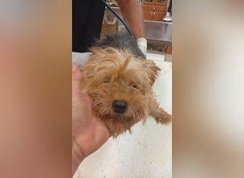 Cserep, süße Yorkshire Terrier Hündin geb. 06/2019