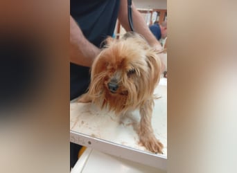 Reni, superliebe Yorkshire Terrier geb. 04/2017