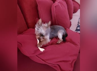 Nyuszi, fröhliche, ganz besondere Yorshire Terrier Welpin geb. 03/2026