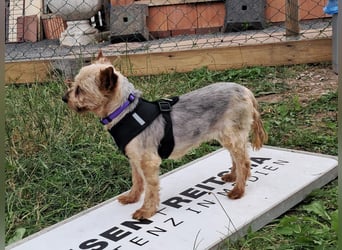 Masni. liebenswerte Yorkshire Terrier Hündin geb.04/2017