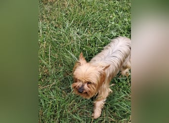 Reni, superliebe Yorkshire Terrier geb. 04/2017