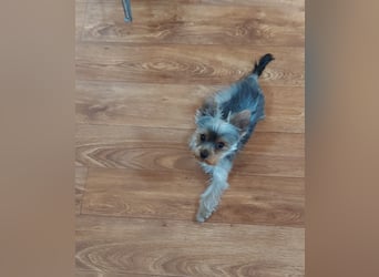 Nyuszi, fröhliche, ganz besondere Yorshire Terrier Welpin geb. 03/2026