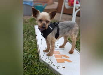 Masni. liebenswerte Yorkshire Terrier Hündin geb.04/2017