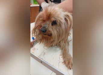 Reni, superliebe Yorkshire Terrier geb. 04/2017