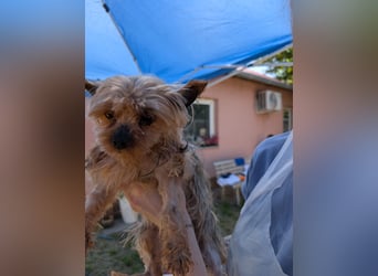 Baboca, süße, kleine Yorkshire Terrier Hündin geb. 01/2019