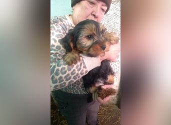 Morci - PP, hübscher kleiner Yorkijunge, geb. 09/2025