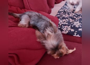Nyuszi, fröhliche, ganz besondere Yorshire Terrier Welpin geb. 03/2026