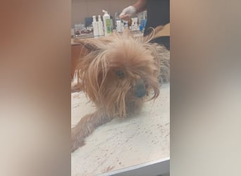 Reni, superliebe Yorkshire Terrier geb. 04/2017
