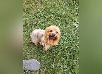 Reni, superliebe Yorkshire Terrier geb. 04/2017