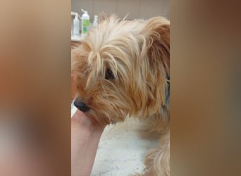 Cserep, süße Yorkshire Terrier Hündin geb. 06/2019