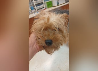 Cserep, süße Yorkshire Terrier Hündin geb. 06/2019