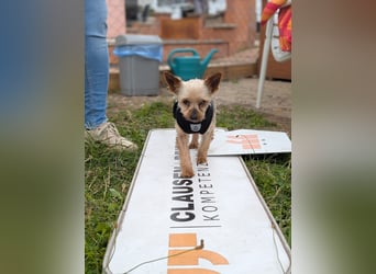 Masni. liebenswerte Yorkshire Terrier Hündin geb.04/2017