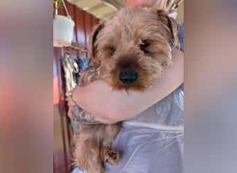 Bercike, süßer, kleiner Yorkshire Terrier geb. 04/2021