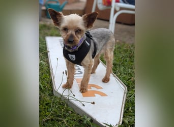 Masni. liebenswerte Yorkshire Terrier Hündin geb.04/2017