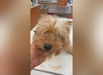 Cserep, süße Yorkshire Terrier Hündin geb. 06/2019