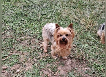 Reni, superliebe Yorkshire Terrier geb. 04/2017