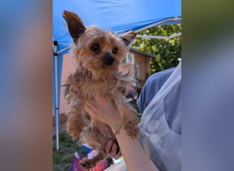 Baboca, süße, kleine Yorkshire Terrier Hündin geb. 01/2019